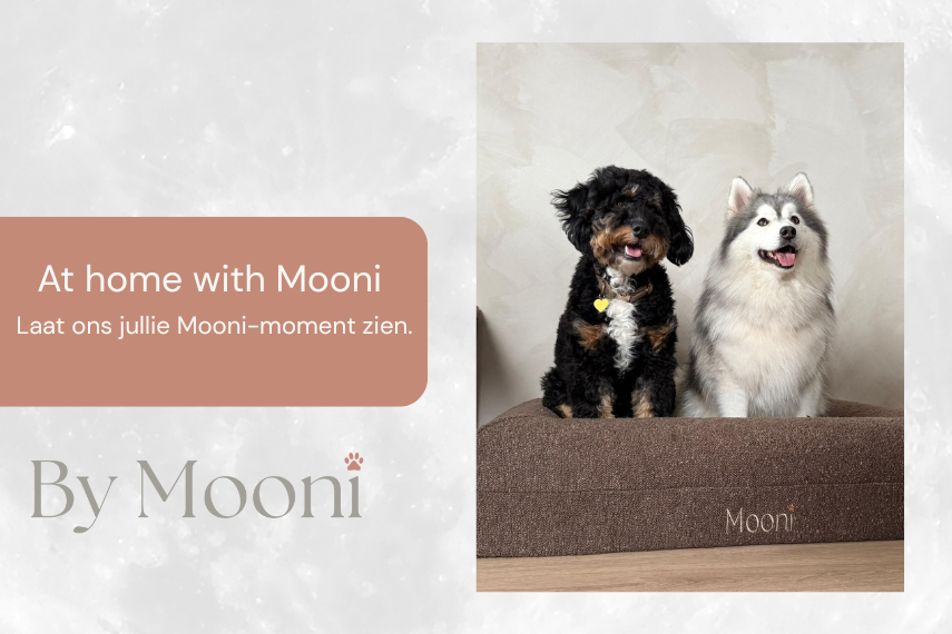 At home with Mooni 🤎